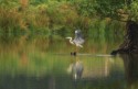 Bett Atherton, Heron Fishing