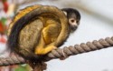 David A Beard, Black Capped Squirrel Monkey