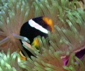 Iggy Tavares, Clarki Clown in Anemone