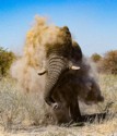 Tina Nuthall, Dust Bath