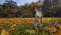 Paul Heester, Foraging