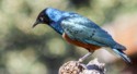 David A Beard, Superb Starling