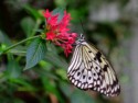 Rebecca Clark, Butterfly at Rest