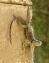 Rebecca Clark, Starred Agama Lizard