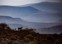 Kudu Silhouette, Tina Nuthall