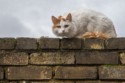 Neighbourhood Watch, David A Beard