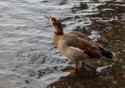 Egyptian Goose, Frank Edwards