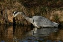 Grey Heron (Ardea cinerea) Hunting, Iggy Tavares