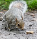 Grey Squirrels (Ciurus carolinensis), David A Beard