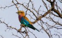 Lilac Breasted Roller, Graham Cluer