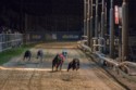 Steve Brooker, Last Night at the Dogs