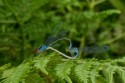 Blue Damselfly (enallagma cyathigerum), Iggy Tavares