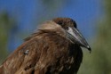 Hamerkop (scopus umbretta), Iggy Tavares