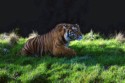 Sumatran Tiger (panthera tigris sumatrae), Iggy Tavares