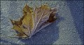 Rex Bamber: Frosted Leaf