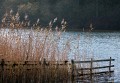 Roy King: Reeds on Derwent Water