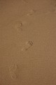 Mike Day: Beach Foot Prints