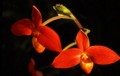 Phragmipedium