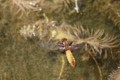 David Beard, Broad-Bodied Chaser