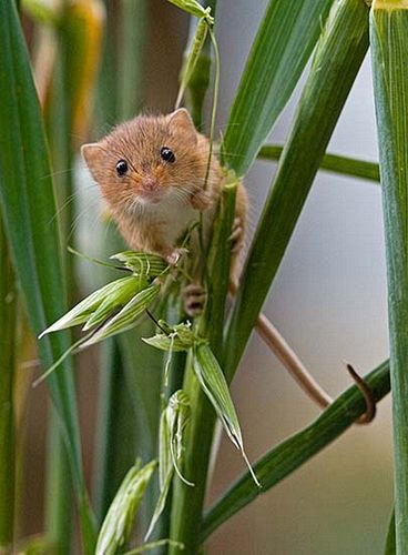 Mike Farley LRPS, Harvest Mouse