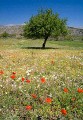 Mike Farley, Lasithi