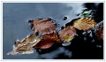 Rex Bamber, Leaves on Water