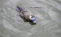 Ron Barker, Arundel WWT 4