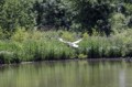 Ron Barker, Arundel WWT 6