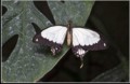 Ron Barker, African Swallowtail