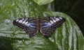 Ron Barker, Clipper Blue Subspecies