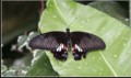 Ron Barker, Scarlet Swallowtail