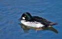 Roy King, Common Goldeneye