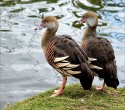 Roy King, Whistling Ducks