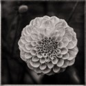 Dahlia Study, Steve Brooker