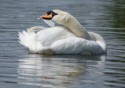 Tonia C Crouch LRPS, Mute Swan Preening