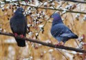 Rock Doves in the Snow, Tonia C Crouch LRPS