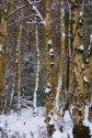 Winter Birches, Tonia C Crouch LRPS