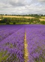 Nina Ludwig, Lavender Time