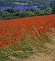 Nina Ludwig, Poppies