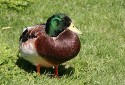 David Newman, Mallard in the sun