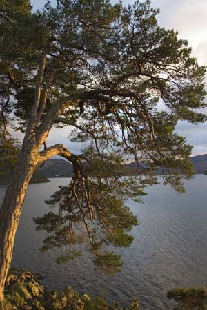 Mike Farley, Tree at Derwent Water